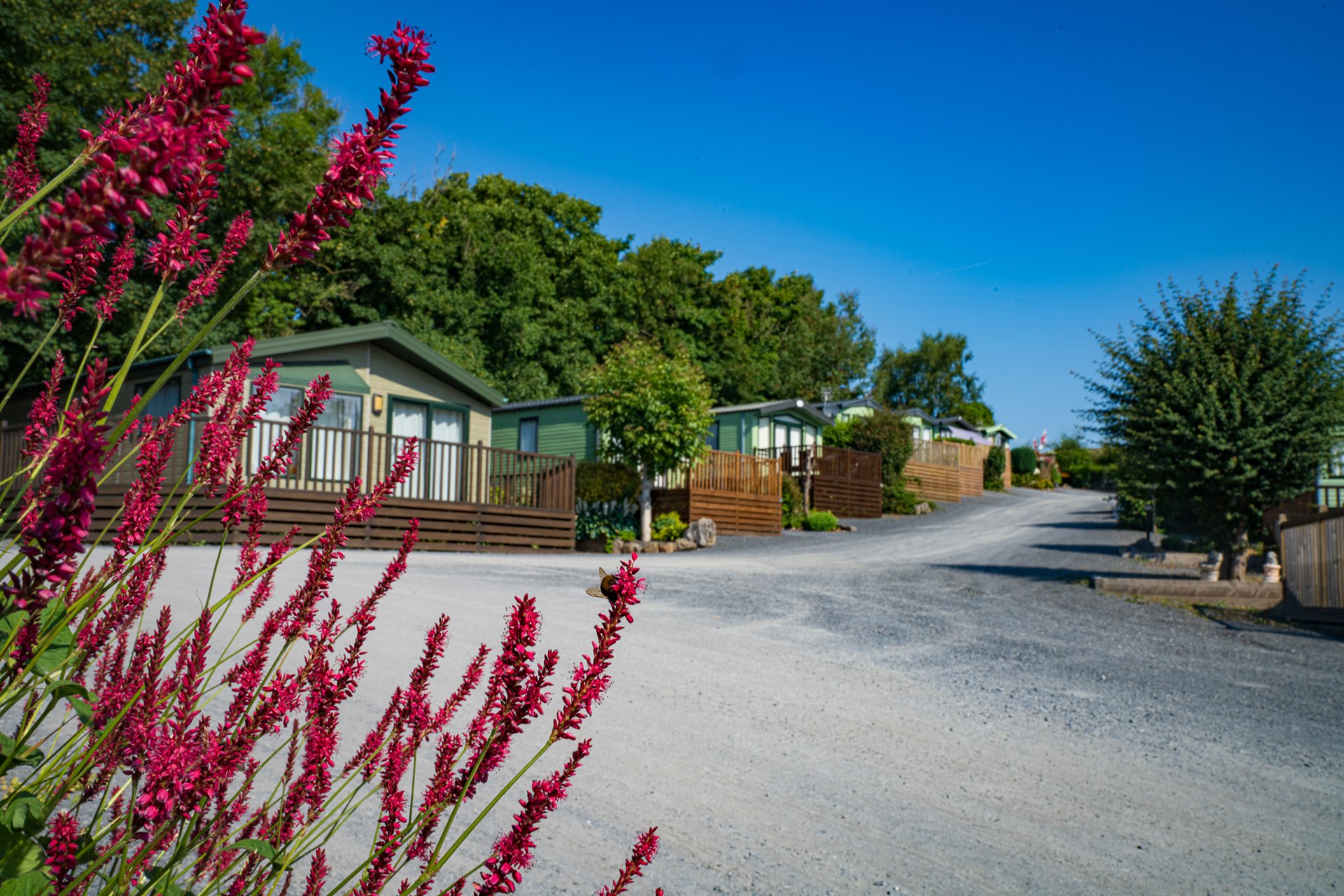 Pink flowers framing a landscaped holiday home pitch